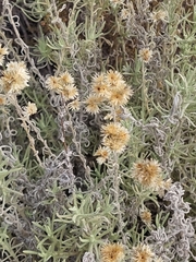 Pseudognaphalium beneolens