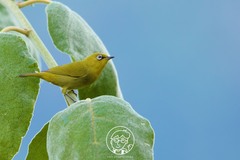 Zosterops palpebrosus