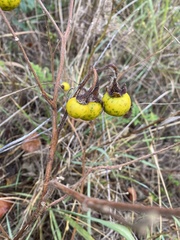 Solanum carolinense