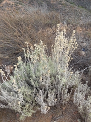 Pseudognaphalium beneolens