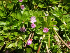 Epilobium confertifolium