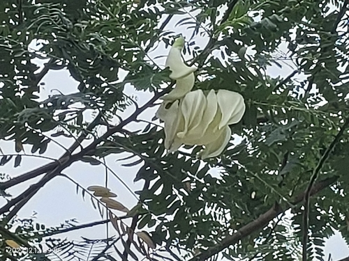 Image of Sesbania grandiflora by (c) Ong Jyh Seng, some rights reserved (CC BY-SA)