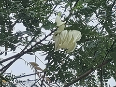 Sesbania grandiflora