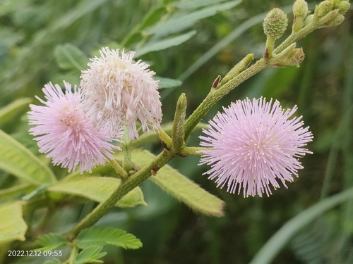 Mimosa pigra (Mimosa pigra)