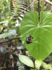 Verrucosa