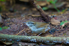 Urosphena squameiceps