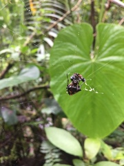Verrucosa