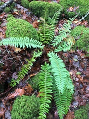 Polystichum californicum