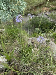 Agapanthus inapertus