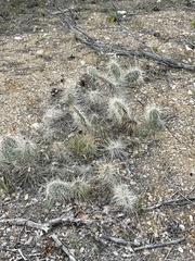 Opuntia polyacantha erinacea