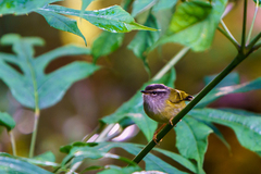 Phylloscopus maculipennis
