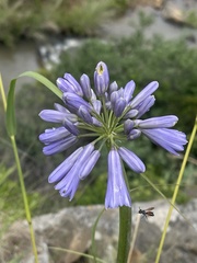 Agapanthus inapertus