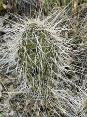 Opuntia polyacantha erinacea