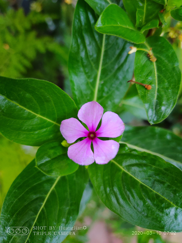 Catharanthus roseus