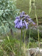 Agapanthus inapertus