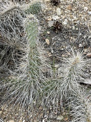 Opuntia polyacantha erinacea