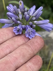 Agapanthus inapertus