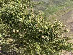 Baccharis pilularis