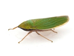 Draeculacephala