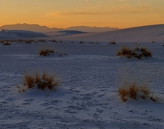 Schizachyrium scoparium