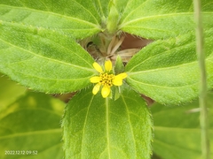 Synedrella nodiflora