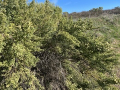 Baccharis pilularis