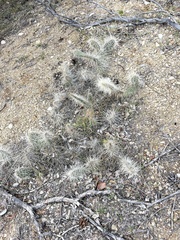 Opuntia polyacantha erinacea