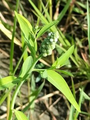 Sphenoclea
