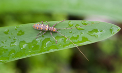 Olenecamptus siamensis
