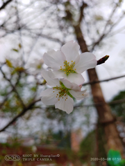 Prunus × lannesiana