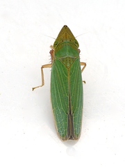 Draeculacephala