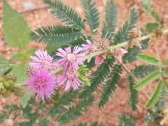 Mimosa diplotricha