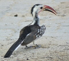 Tockus damarensis