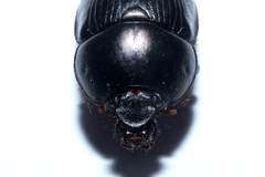 Geotrupes blackburnii
