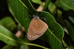Euploea tulliolus koxinga