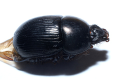 Geotrupes blackburnii