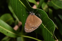 Euploea tulliolus koxinga
