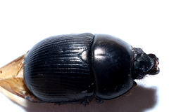 Geotrupes blackburnii