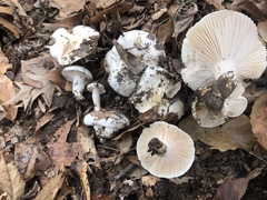 Hygrophorus subsordidus