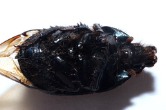 Geotrupes blackburnii
