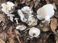 Hygrophorus subsordidus