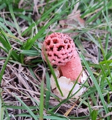 Lysurus periphragmoides