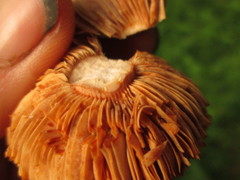 Lactarius quietus incanus