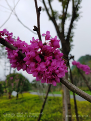 Cercis chinensis