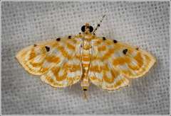 Notarcha aurolinealis