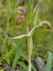 Pterostylis hamata