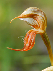 Pterostylis hamata