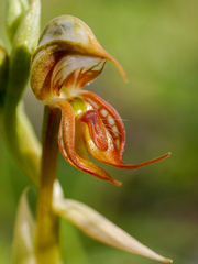 Pterostylis hamata
