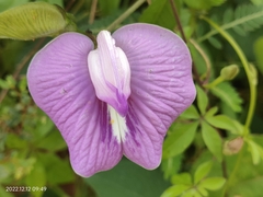 Centrosema pubescens