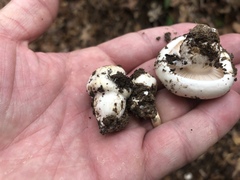 Hygrophorus ponderatus